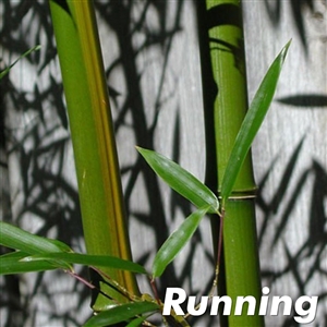 Green Groove Bamboo