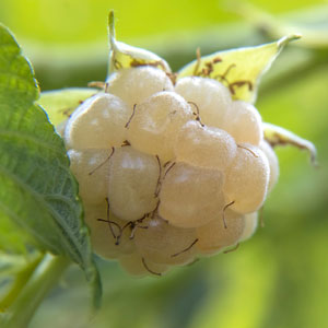 Snowbank White Blackberry Plant