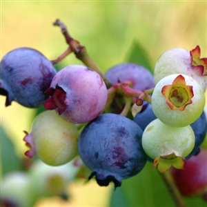 Ochlockonee Blueberry Plant