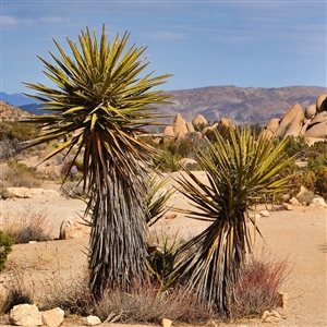 Brutus Dagger Yucca Plant