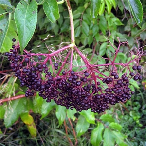 Elderberry Bushes