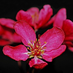 Wine Red 'Eleyi' Flowering Crabapple Tree
