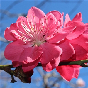 Pink Flowering Peach Tree