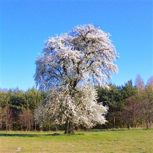Aristocrat Flowering Pear Tree