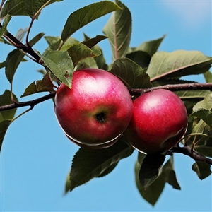 Jonathan Apple Tree