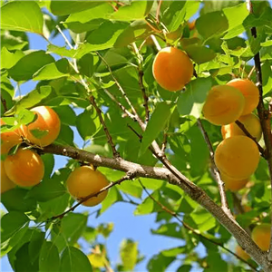 Katy Apricot Tree