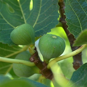 Green Ischau Fig Tree