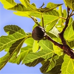 Jack's Black Fig Tree