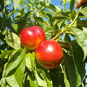 Ruby Grand Nectarine Tree
