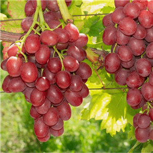 Einset Seedless Grape Vine