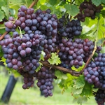 Midgely's Purple Seedless Grape Vine