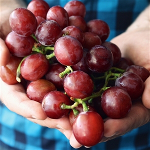 Suffolk Red  Seedless Grape Vine