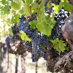 Zinfandel Wine Grape Vine