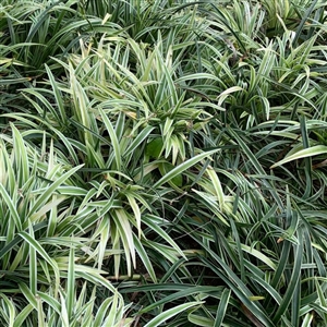 Liriope muscari 'Silver Dragon' Plant