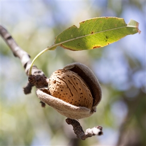 All-In-One Almond Tree