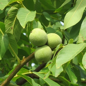 English Walnut Tree