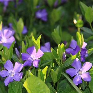 Periwinkle Ground Cover