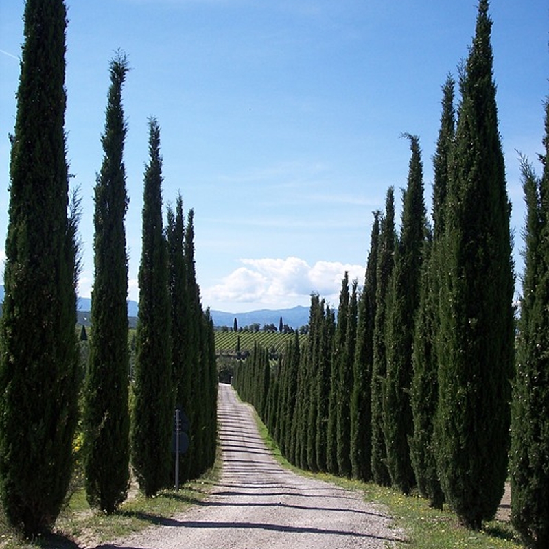 Italian Cypress Trees