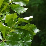 buy swamp chestnut oak trees