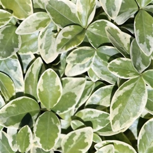 Variegated Periwinkle Ground Cover